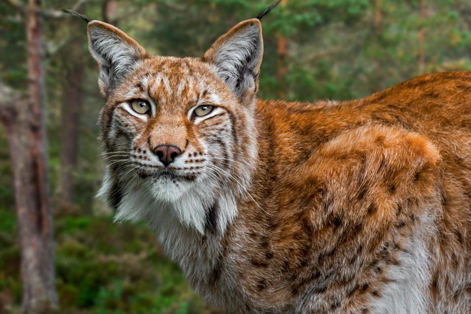 Haut Rhin Lynx Tue Par Balle Dans Les Vosges Ouverture D Une Enquete Judiciaire