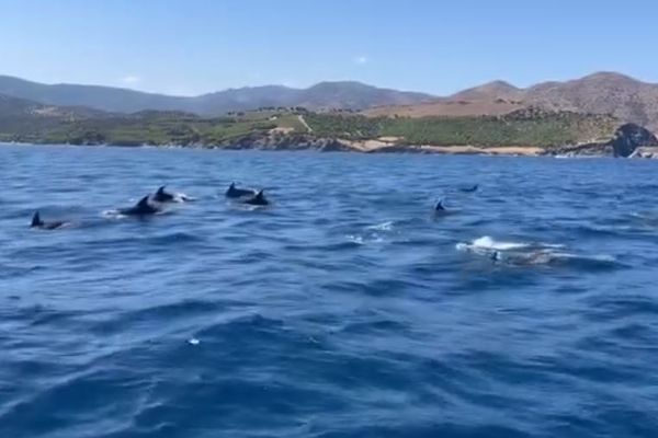 Un groupe de dauphins a été observé au large de la côte catalane