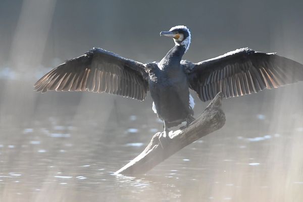 Le grand cormoran est un grand habitué des bords de Vienne, il y a installé des dortoirs.