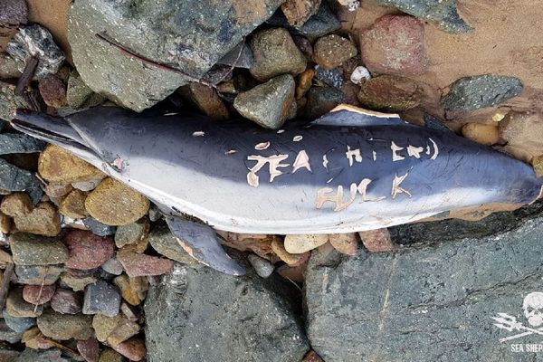 Dauphin mutilé avec l'inscription "Sea Shepherd Fuck", gravée au couteau