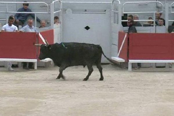 Feria d'Arles : pro et anticorrida ont prévu de manifester ce samedi. 