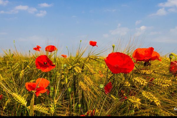 Coquelicots