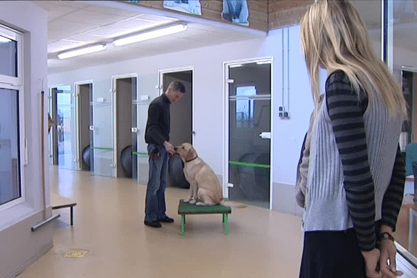 Loli, un labrador qui apprend à devenir chien guide d'aveugle, à l'école de Limoges.