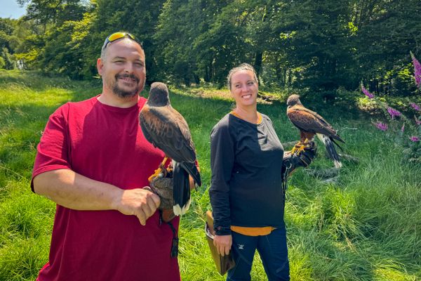 Maud Domingues et Julien Juban fauconniers à la tête d’Échappée Morvan d’Ailes