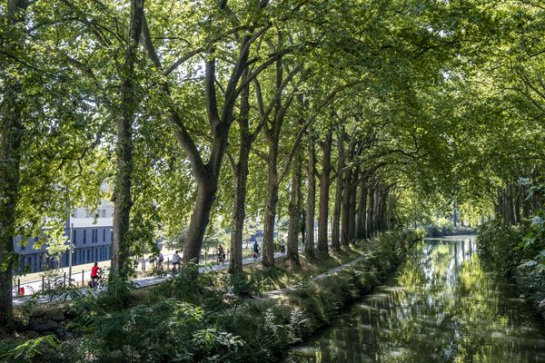 Les premières essences d'arbres du canal du Midi sont plantées en 1694.