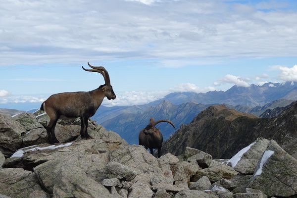 Un jeune bouquetin ibérique a été observé  dans le Parc national d’Ordesa Monte Perdido, une première depuis 22 ans (photo d'illustration).