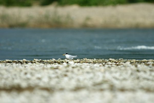 La Ligue de protection des oiseaux d'Auvergne dénonce la dégradation de nids d'espèces protégées près de Moulins.