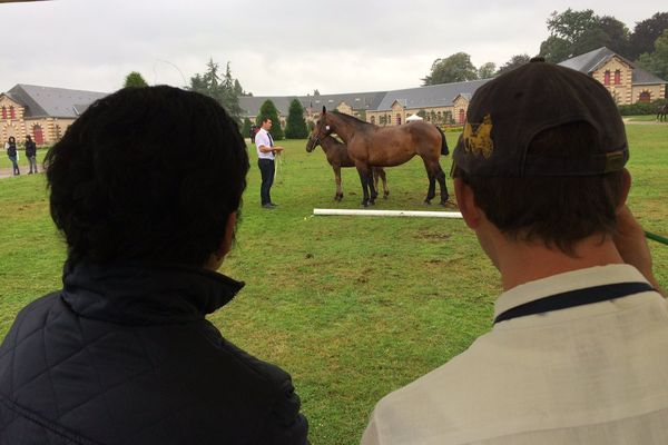 Dans son berceau de race, ces femelles cobs normands inspectées à la loupe.