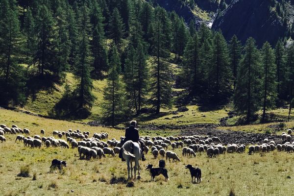 Dédé et ses moutons