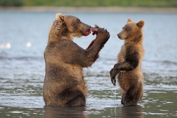 Une vue de "Terre des ours"