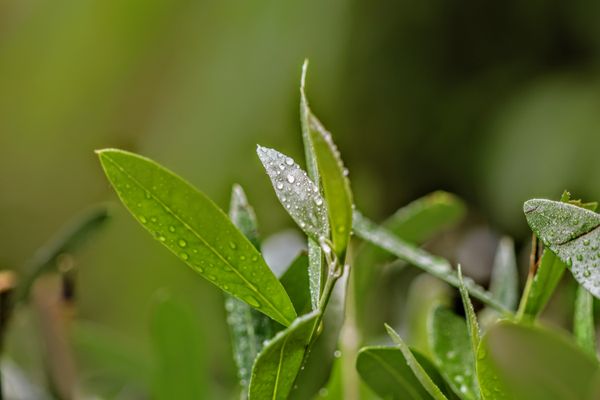 La pluie au rendez-vous pour ce début de semaine.