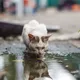 Les associations se mobilisent pour capturer et stériliser ou castrer les chats errants