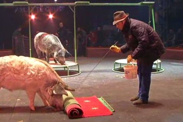 Le Cirque Gruss, ici avec des cochons domestiques, ne présente presque plus d'animaux sauvages dans son spectacle.