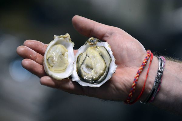 La pêche, la commercialisation et la consommation des coquillages de la baie du Mont-Saint-Michel sont à nouveau autorisées.