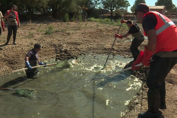 Une nouvelle pêche de sauvetage a été organisée lundi 9 septembre : cette fois-ci, l'oépration s'est déroulée sur l'étang de Saint-Estève, près de Perpignan, qui est en train de s'assècher.