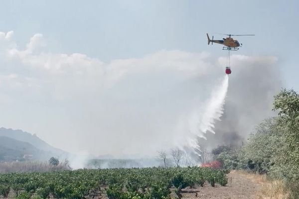 Le massif des Albères avait particulièrement souffert des incendies, l'été dernier.