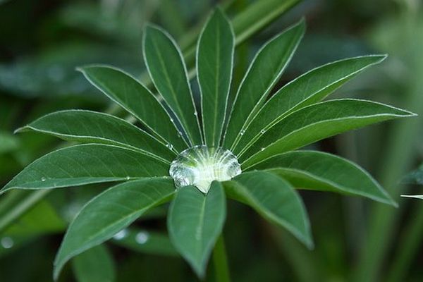 Les feuilles de lupin ont la particularité de ne pas "accrocher" l'eau... les gouttes semblent rester en suspension.