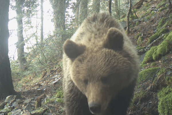 Un ours brun subadulte observé le 25 avril dans les Pyrénées-Atlantiques