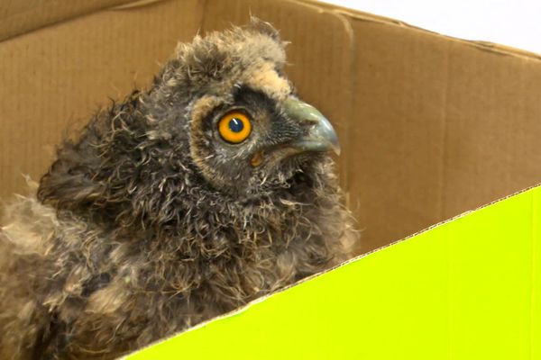 Ce petit hibou moyen-duc est tombé de son nid. Un particluier l'a amené au centre de soin avnt qu'il ne soit attaqué par son chat.