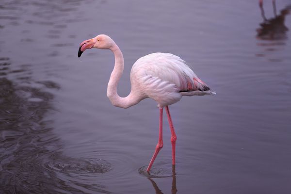 "Adopte un flamant " : Un centre de recherche en Camargue invite le public à parrainer un flamant rose pour contribuer à protéger son habitat naturel.