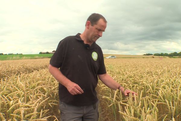 Vincent Guyot, céréalier dans l'Aisne, étudie minutieusement ses épis de blé.