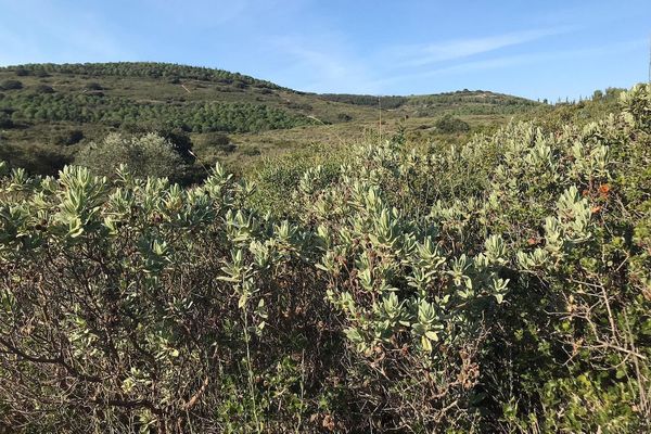 Les garrigues s'étendent de Monbazin à Villeveyrac jusqu'aux contreforts de la montagne de la Moure.