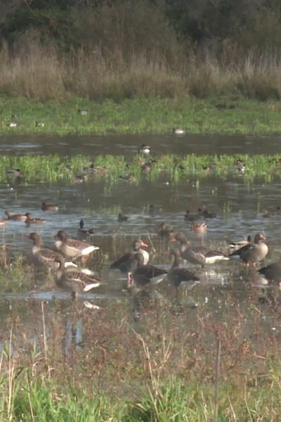 Les oiseaux sont de moins en moins nombreux dans la région Auvergne-Rhône-Alpes. Un phénomène qui s'explique par l'urbanisation, l'agriculture intensive ou encore l'utilisation de pesticides. Mais des projets existent pour éviter cet effondrement de la biodiversité.