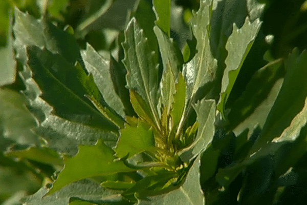 Le Baccharis, c'est cet arbuste, vendu en jardinerie,  et qui depuis plus de 10 ans, s'installe sur tout le littoral...
