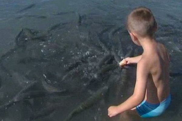 Enzo, 7 ans, en train de donner à manger aux poissons à Saint-Laurent-du-Var