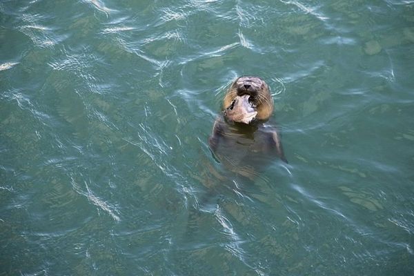 Ils se dandinent dedans ou bronzent au bord de l'eau et n'oublient pas de se nourrir !