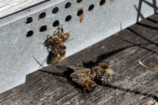 Des ruches ont été renversées en plein milieu de l'autoroute A7, ce lundi 6 mai.