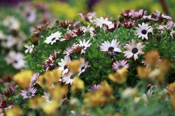 Le 1er festival des jardins dans les Alpes-Maritimes se déroule du 1er avril au 1er mai 2017