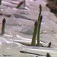 Aude - la récolte des asperges vertes a débuté avec deux semaines d'avance en Lauragais et la production est exceptionnelle - 21 mars 2024.