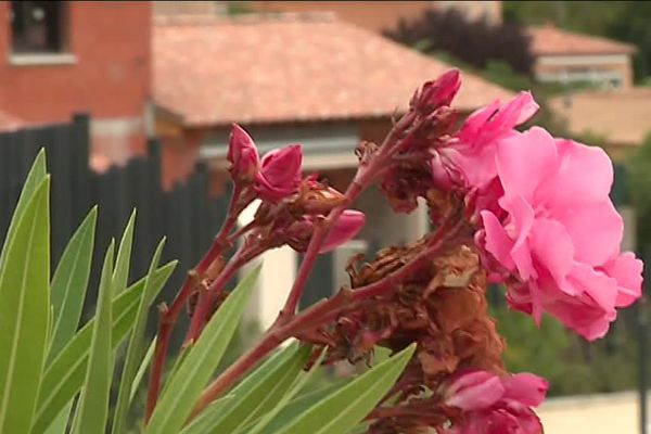 Montpellier, Restinclières et Prades-le-Lez, bonnes élèves en matière d'écologie, à en croire le classement de l'Agence locale de l'énergie et du climat.