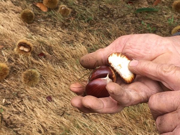 Dordogne C Est L Heure De Recolter Les Chataignes