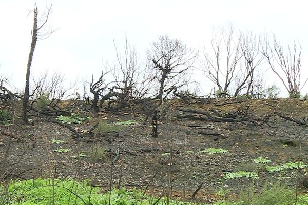 Des arbres calcinés à perte de vue, tel est le triste paysage de Générac suite aux incendies