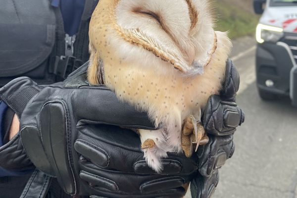 Cette chouette blessée a été prise en charge par le peloton motorisé de Rolampont (Haute-Marne) la semaine dernière.