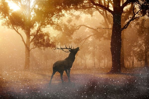 Le cerf est un grand mammifère ruminant des forêts, de la famille des cervidés, et caractérisé par sa large ramure.