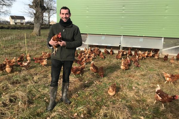 Toutes les 3 semaines, les poules de Grégoire changent d'horizon lors du déplacement de leur habitat.