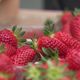 À Beaulieu-sur-Dordogne, la fête de la fraise se déroule ce dimanche 12 mai 2024.