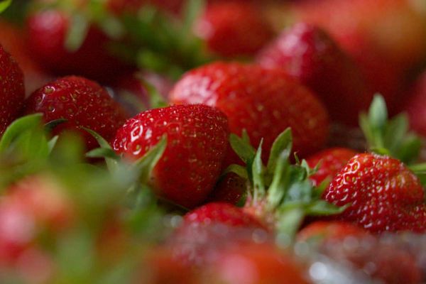 De succulentes fraises pour la confiture.