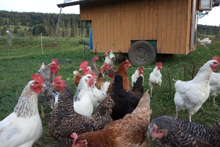 “It’s unfair… my project, my values, my choice of life are disturbing!”, Organic farmer Claire Guyon is fighting to find land in Haut-Doubs