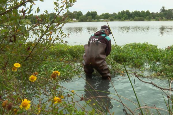 La jussie, cette plante invasive que l'on a du mal à contenir dans les zones humides