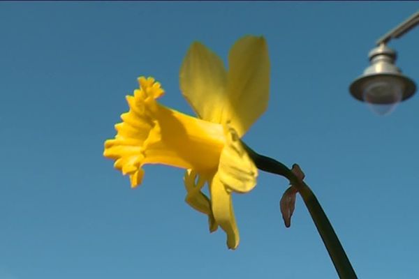 Les premières fleurs apparaissent déjà, donnant l'envie aux jardinier de se mettre au travail