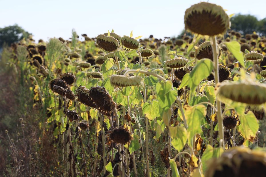 Critical Water Restrictions in Gironde Rivers: Protecting Resources in August 2023