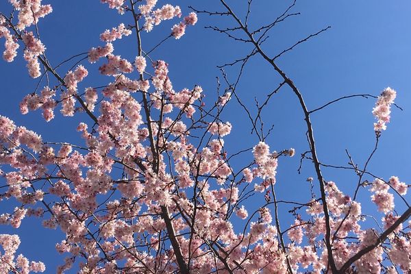 Un air printanier flotte sur ce mois de février