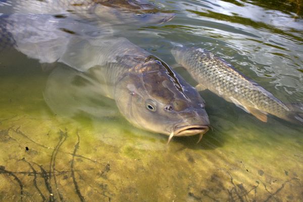 Des carpes atteintes de "la maladie du sommeil" ont été retrouvées dans le lac de la Borde basse, à Castres (Tarn).