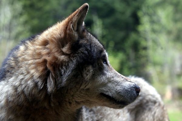 Est-ce un loup ou un grand canidé qui sévit à Fougerolles ? 