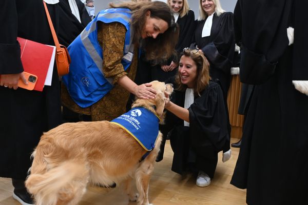 Un chien d'assistance judiciaire lors d'une audience au tribunal de Strasbourg le 3 octobre 2022