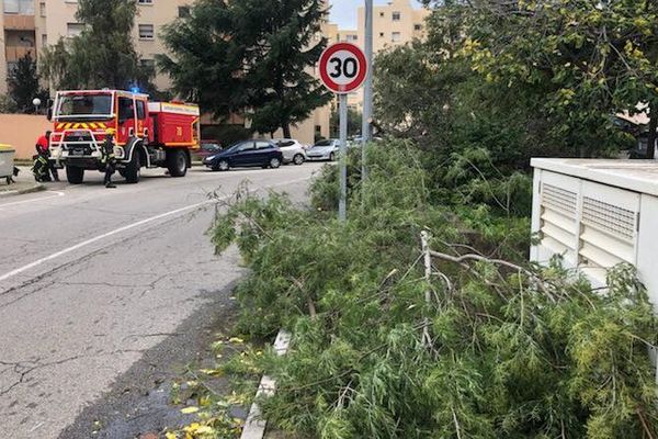 Des arbres tombés sur les routes d'Ajaccio. 